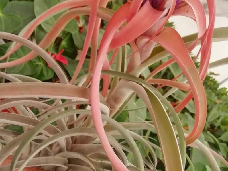 Tillandsia ionantha 1 México
