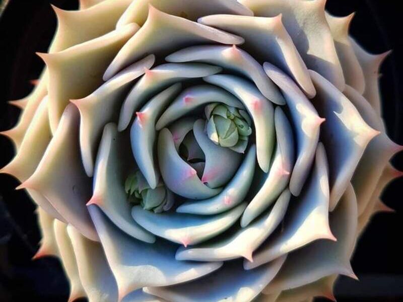 Echeveria elegans hibrido México