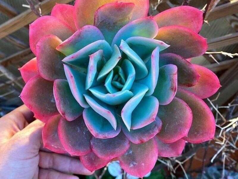Echeveria elegans hibrido 2 México