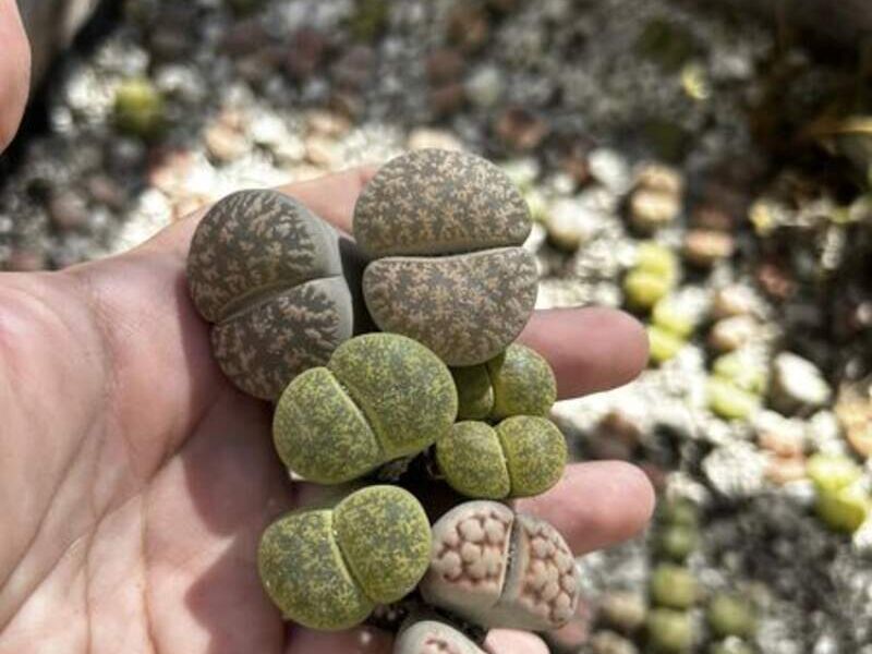 Llithops México