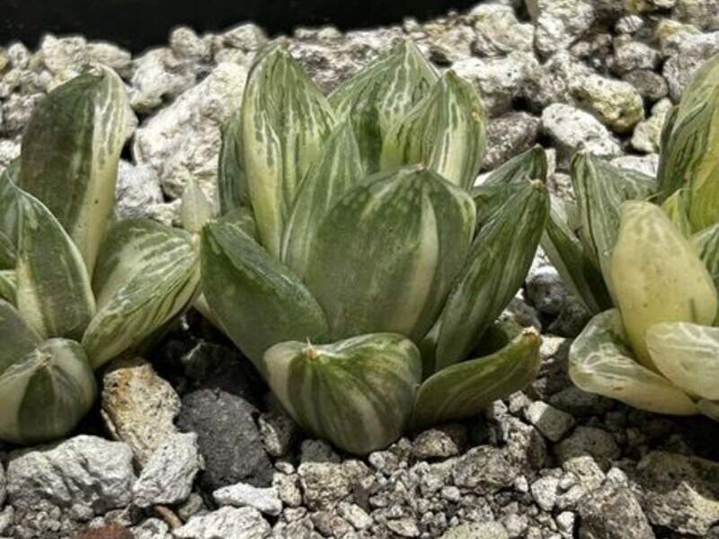 Haworthias México