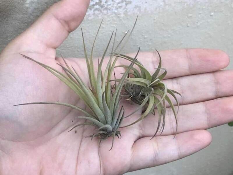 Tillandsia ionantha México