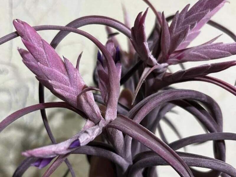 Lavender Tillandsia Capitata México