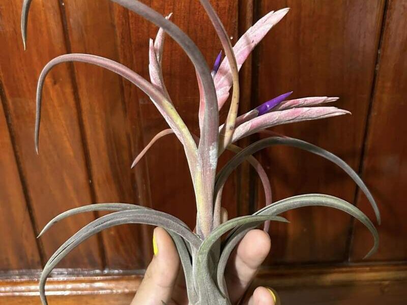 Tillandsia paucifolia México