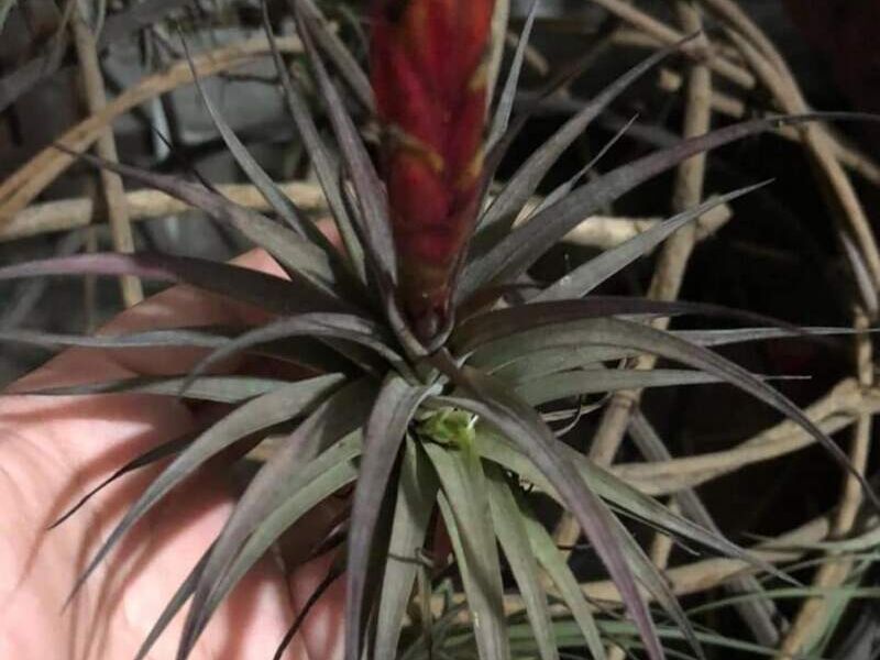 Tillandsia aeranthos México