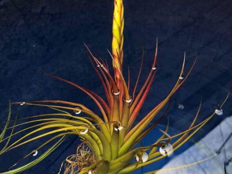  Tillandsia tricolor México