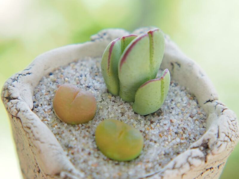 Lapidaria margaretae México