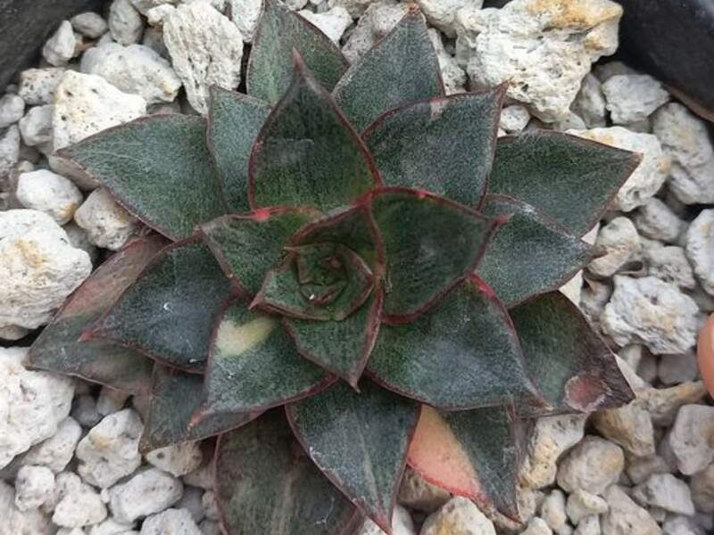  Echeveria agavoides México