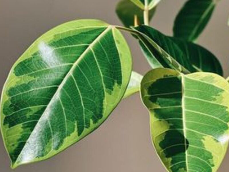 Ficus Altissima México