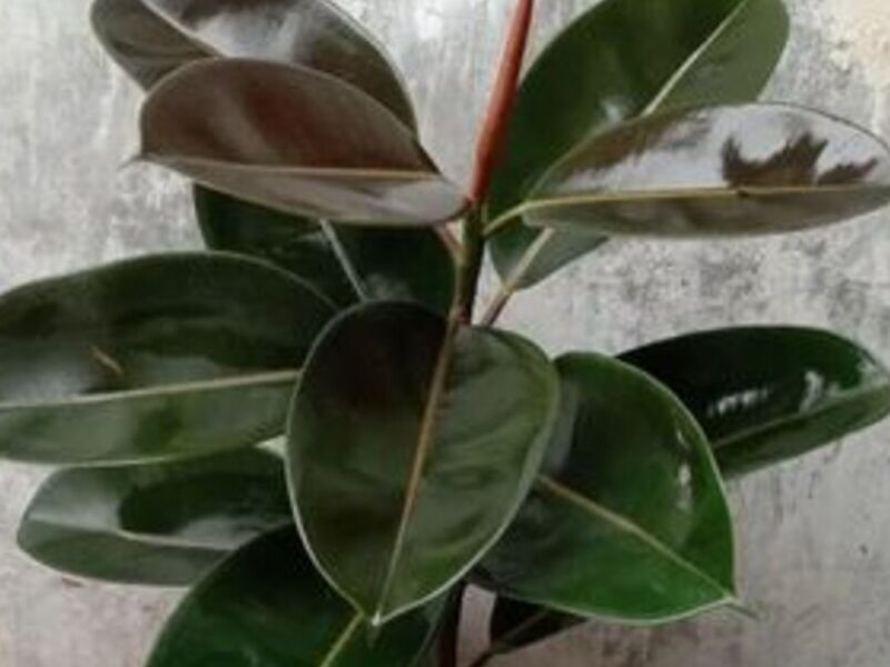 Ficus Burgundy (Negro) México
