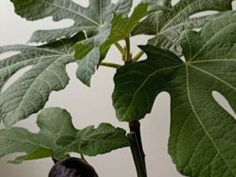 Ficus Carica 6" México