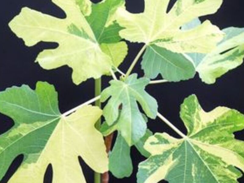 Ficus Carica Variegado México