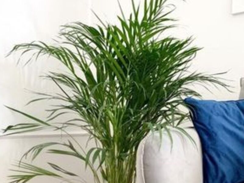 Palma Areca Grande México