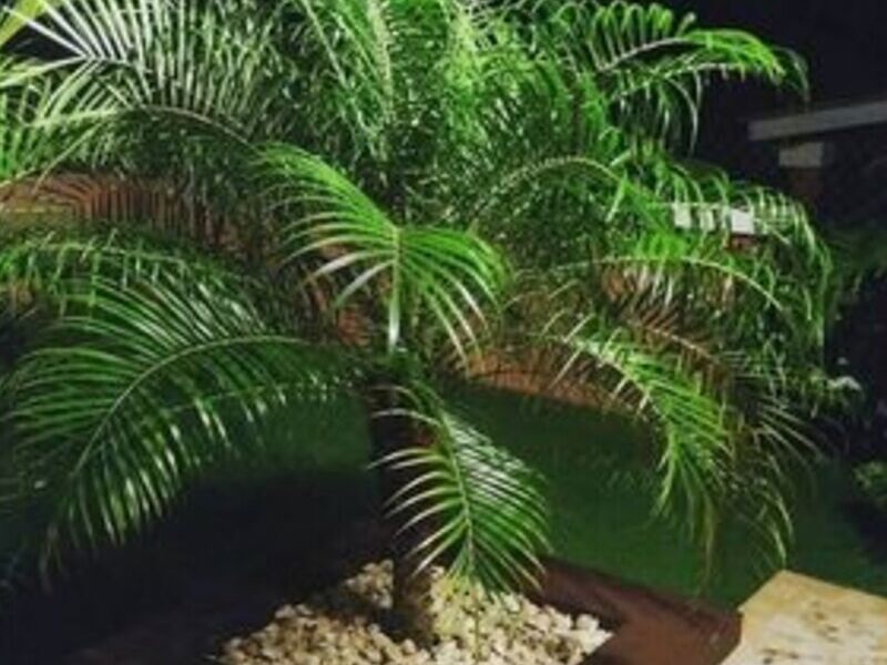 Palmera Rubelina  México