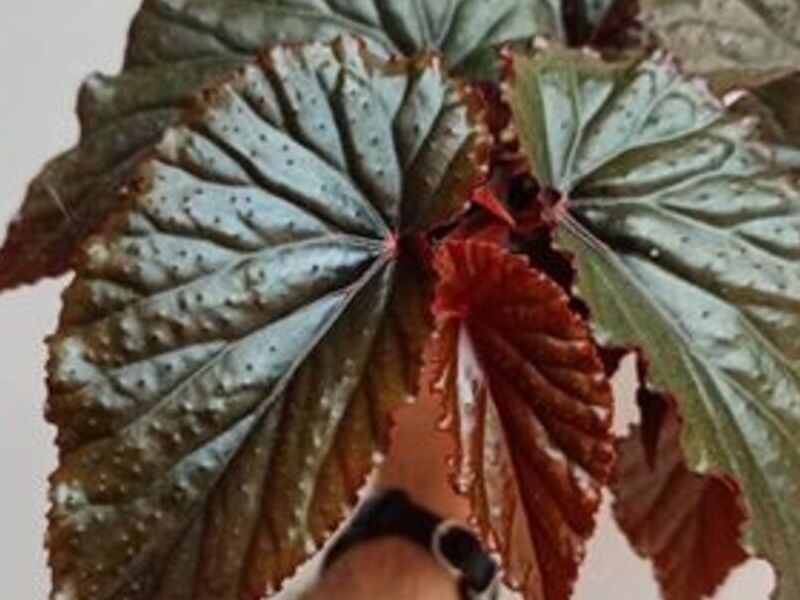 Begonia Arabian Sunset 5" México