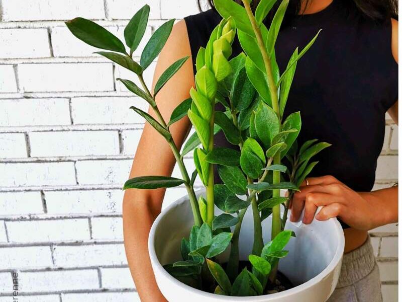 ZZ PLANT ZAMIOCULCA GRANDE México