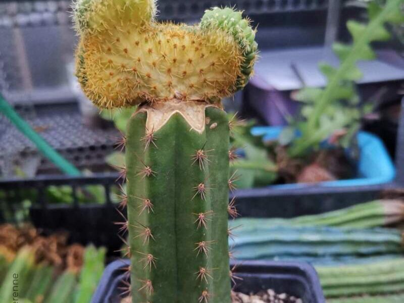 CLEISTOCACTUS WINTERII CRESTADO México