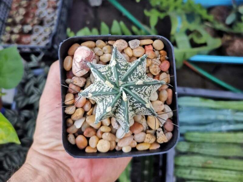 ASTROPHYTUM CAPRICORNE México