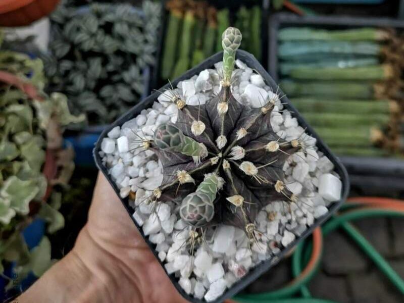 GYMNOCALYCIUM MIHANOVICHII México