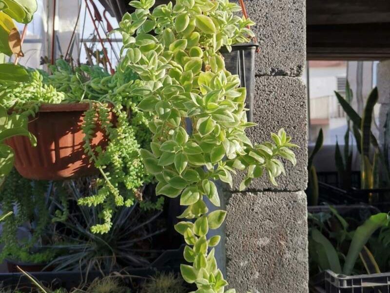 APTENIA CORDIFOLIA México