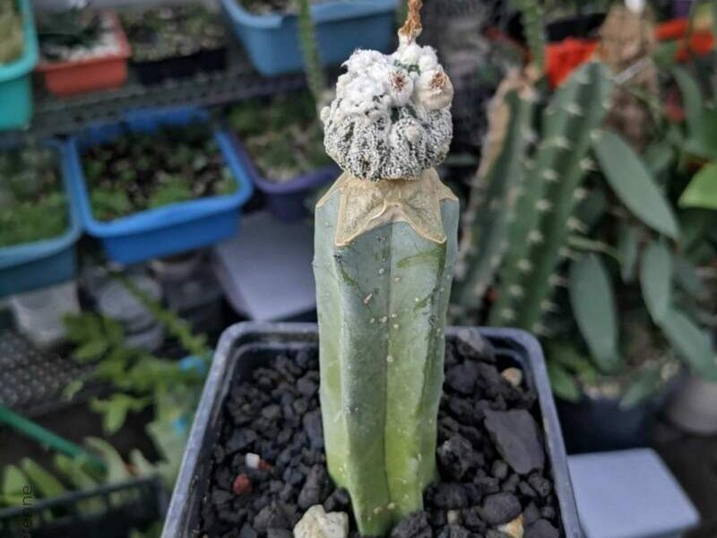ASTROPHYTUM ASTERIAS TURTLE AKABANA México