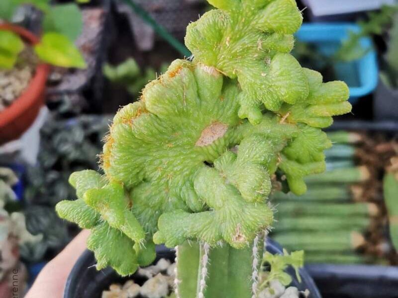 CLEISTOCACTUS COLADEMONONIS INERMIS México