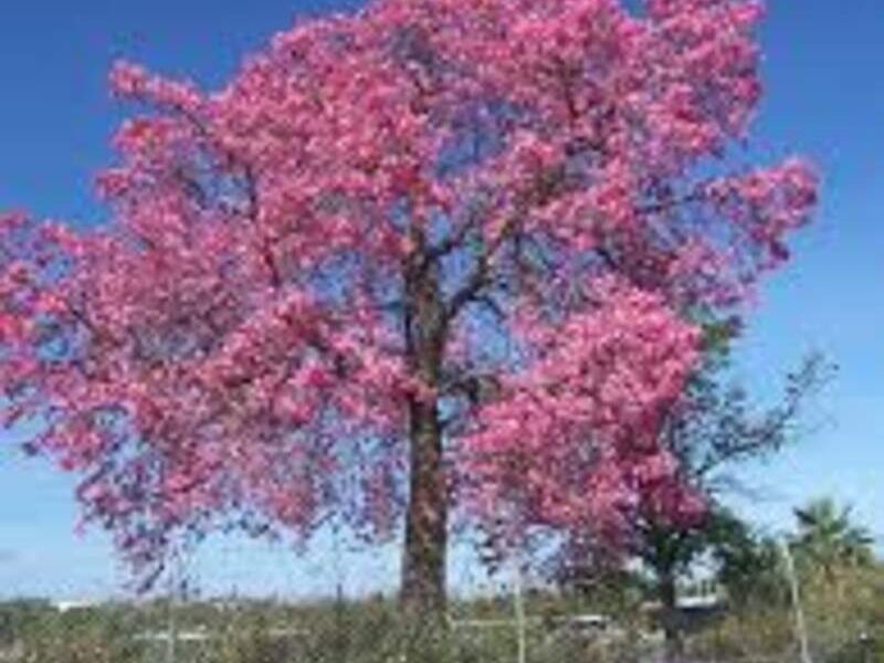 CEIBA México