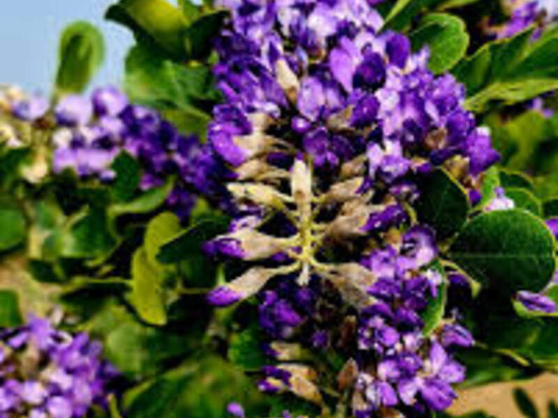 COLORÍN Ó LAUREL DE LA MONTAÑA México