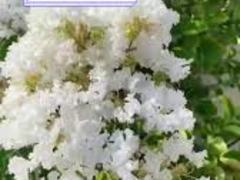 CRESPON BLANCO México