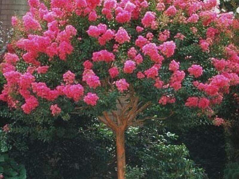 CRESPÓN LAVANDA México