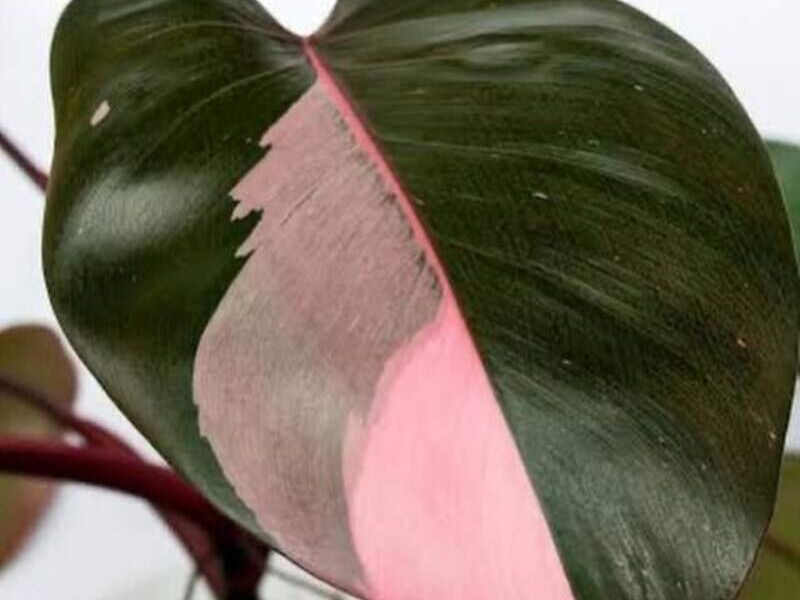 Philodendron pink princess México