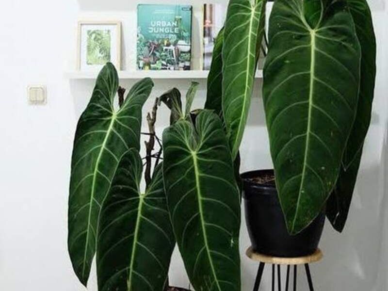 Philodendron melano  México