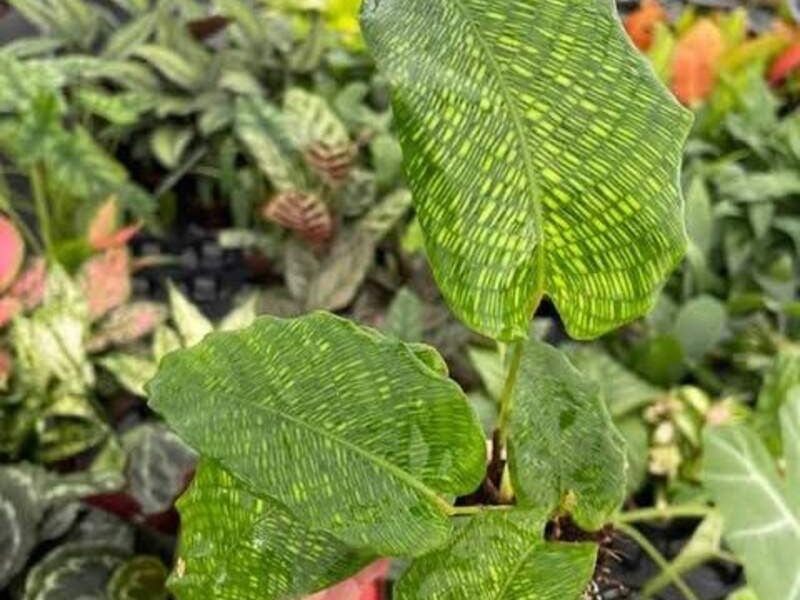 Calathea musaica México