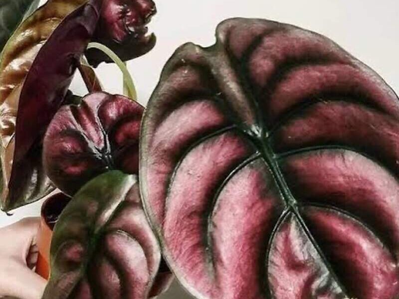 Alocasia cuprea México