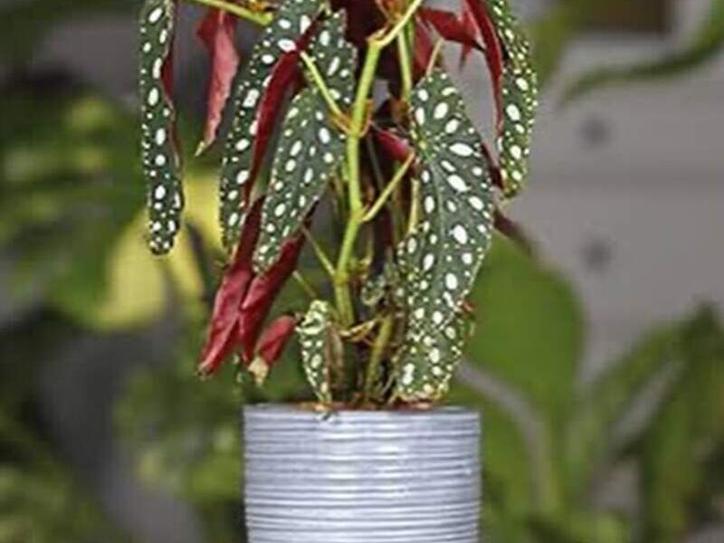 Begonia maculata México