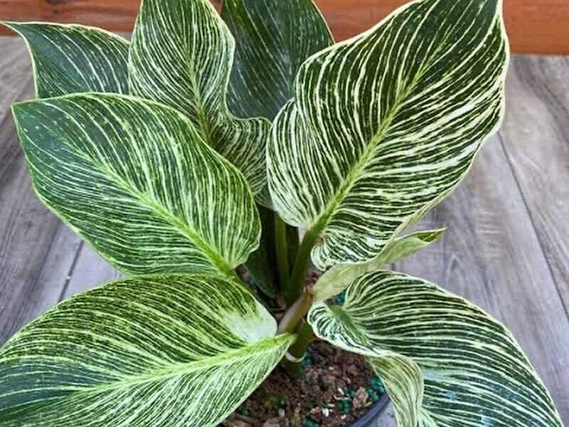 Philodendron Birkin México