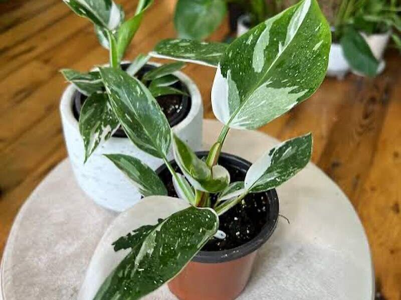 Philodendron White princess México