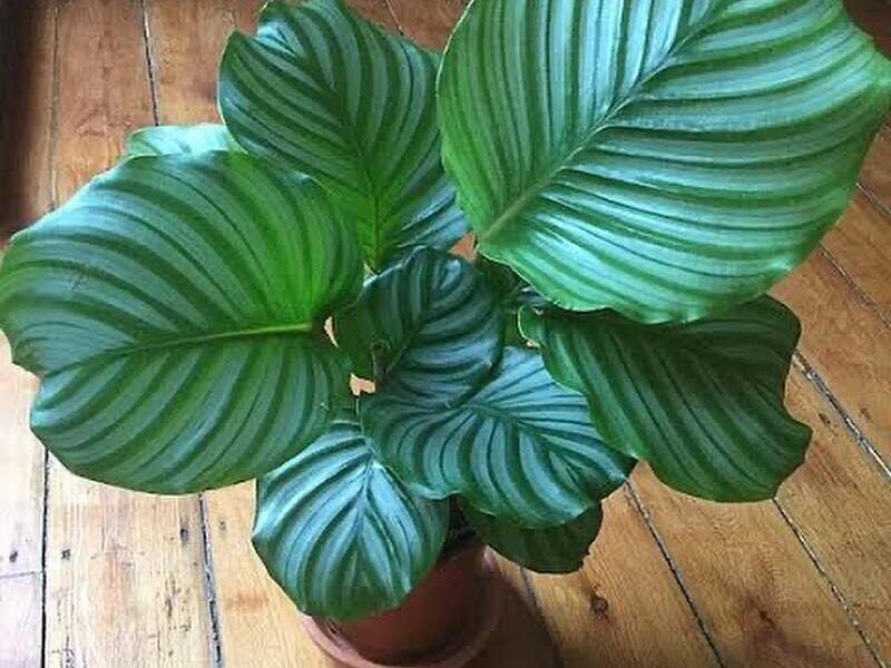 Calathea orbifolia México