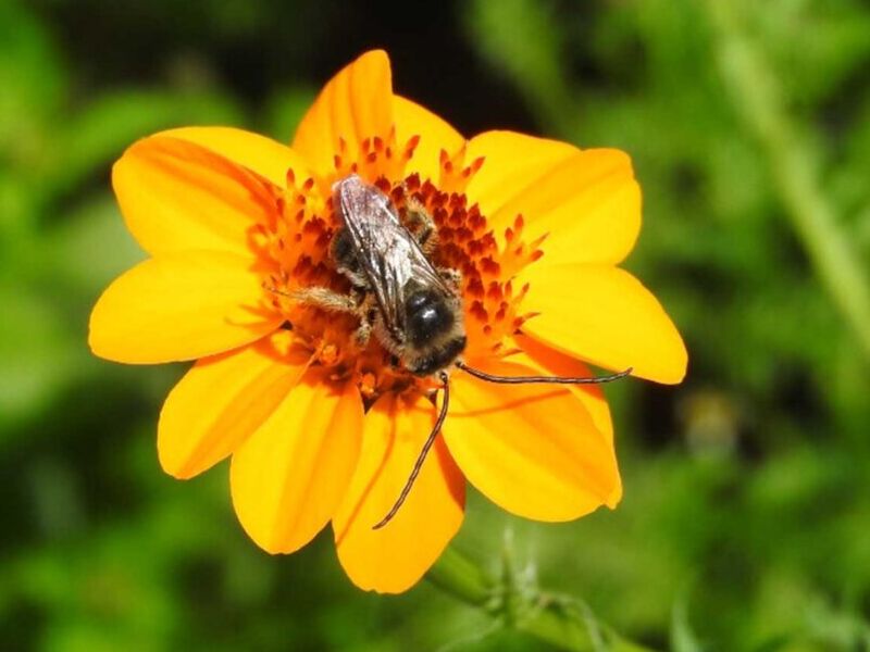 Coronilla  cempasúchil México