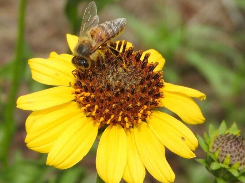 Girasolillo México