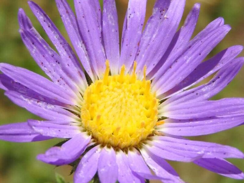 Árnica morada México