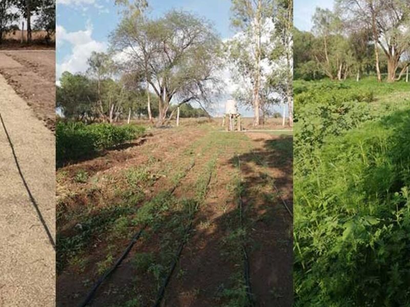 Restauración y mitigación impacto ambiental