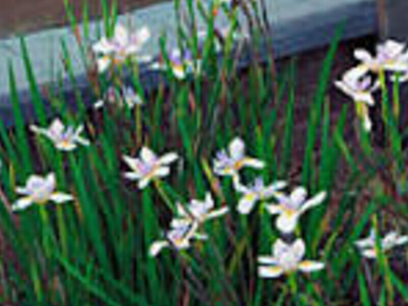 Lirio Persa México