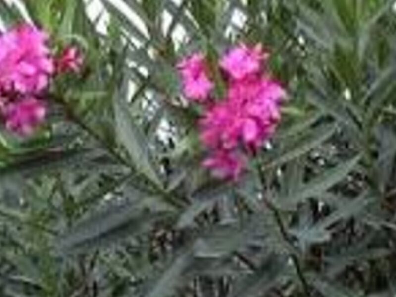 LAUREL México