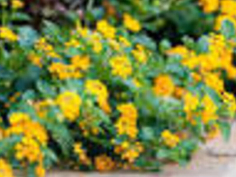 LANTANA AMARILLA  México