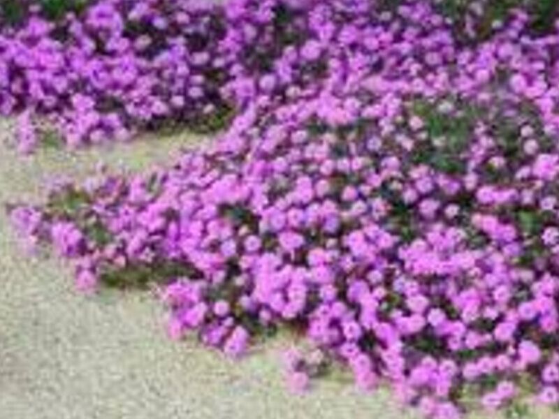 LANTANA MORADA México