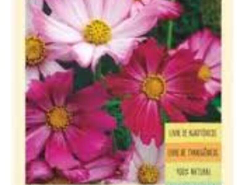 Cosmos Variados México