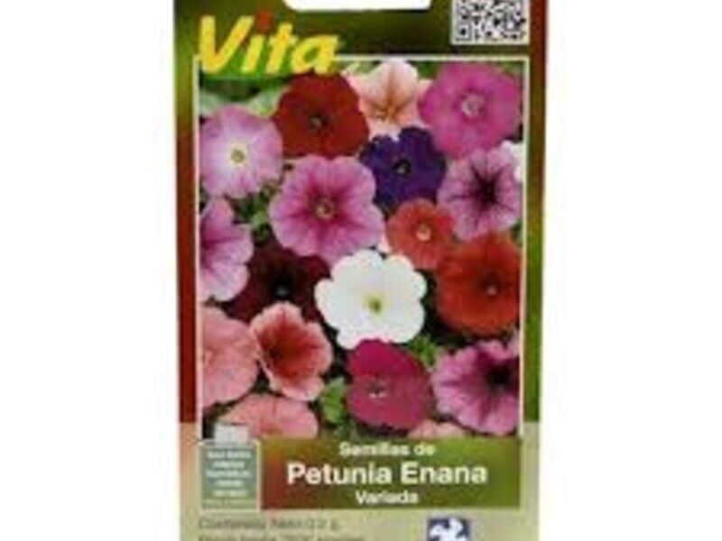 Petunia Enana Variados México
