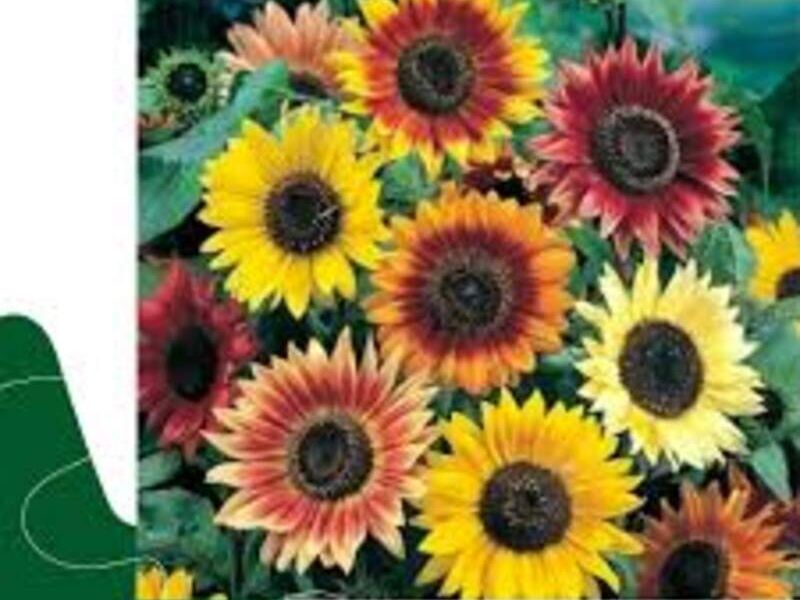 Girasol Belleza De Otoño México