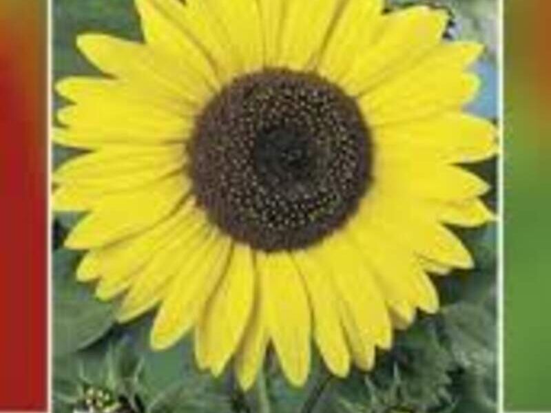 Girasol Gigante  México